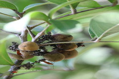 Lepisanthes tetraphylla